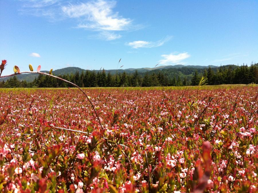 6 20 12 Bog 22 6 Oregon Cranberry Growers Association